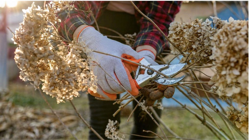 Close-up of hands using pruning shears on a dormant ornamental shrub in a residential landscape bed.