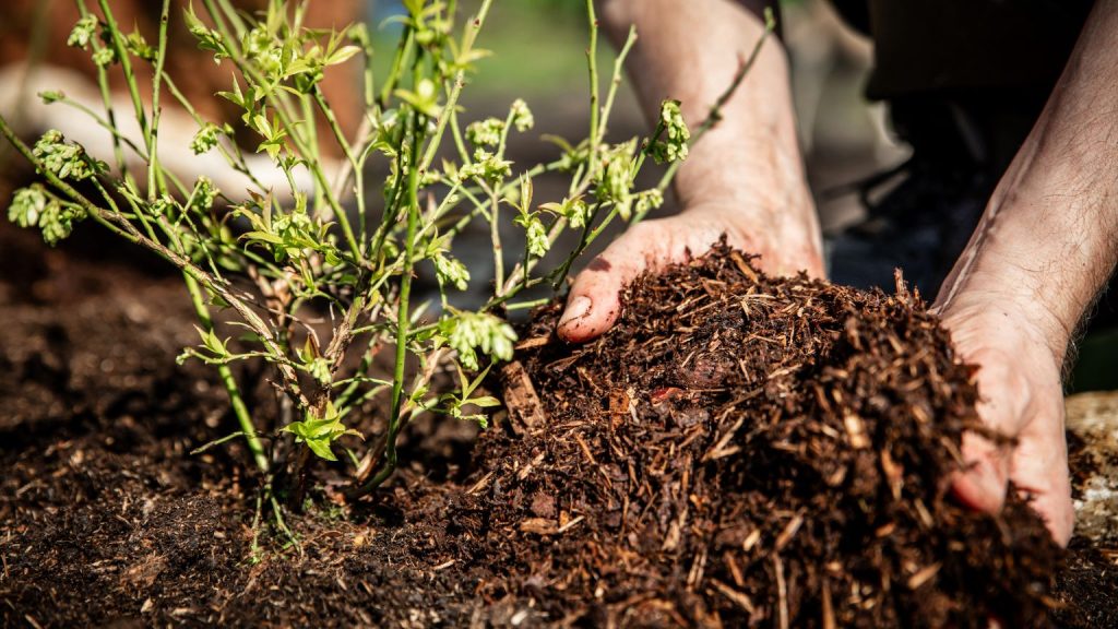 Person spreading dark mulch around a landscape bed with perennials. Shows correct technique — mulch pulled back from plant stems, clean bed edge.
