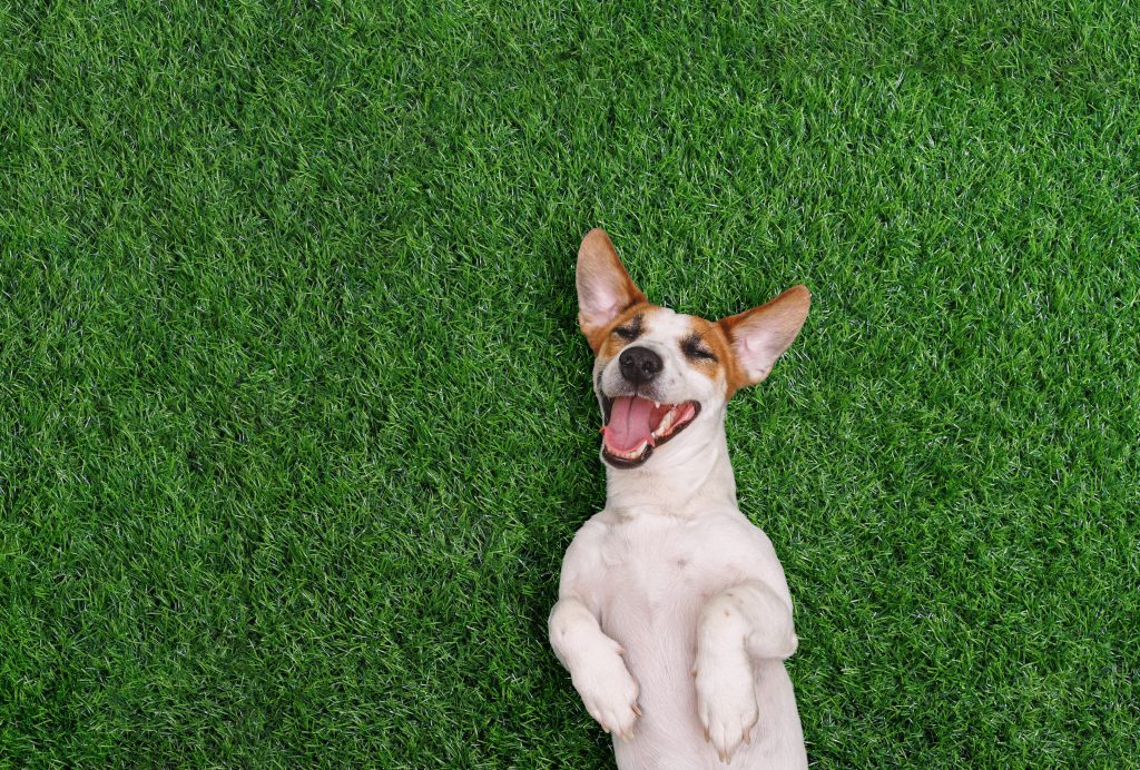 A happy dog lying on its back on lush green grass, mouth open and tongue out, eyes closed, with large pointed ears spread wide — viewed from above.