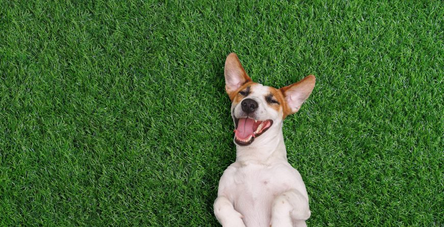 A happy dog lying on its back on lush green grass, mouth open and tongue out, eyes closed, with large pointed ears spread wide — viewed from above.